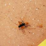 Spider Wasp (genus Cryptocheilus, family Pompilidae), Alice Springs NT