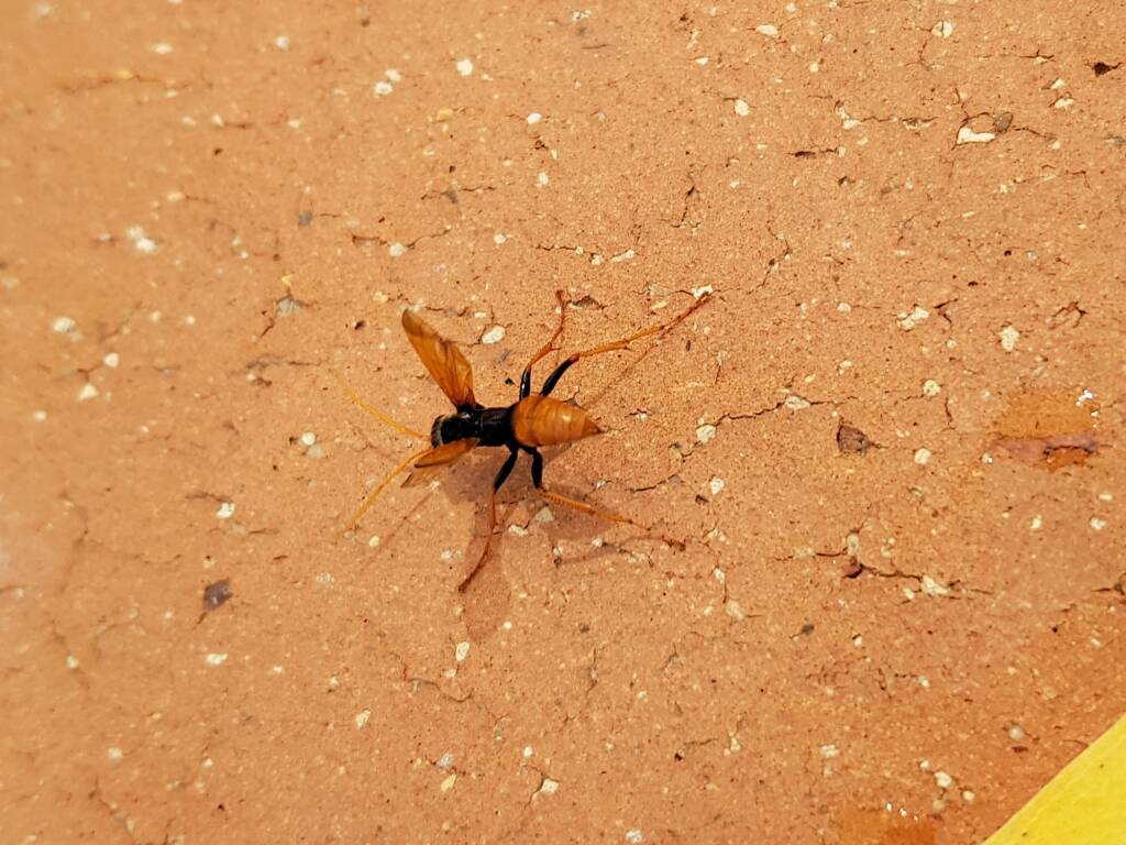 Spider Wasp (genus Cryptocheilus, family Pompilidae), Alice Springs NT