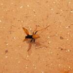 Spider Wasp (genus Cryptocheilus, family Pompilidae), Alice Springs NT