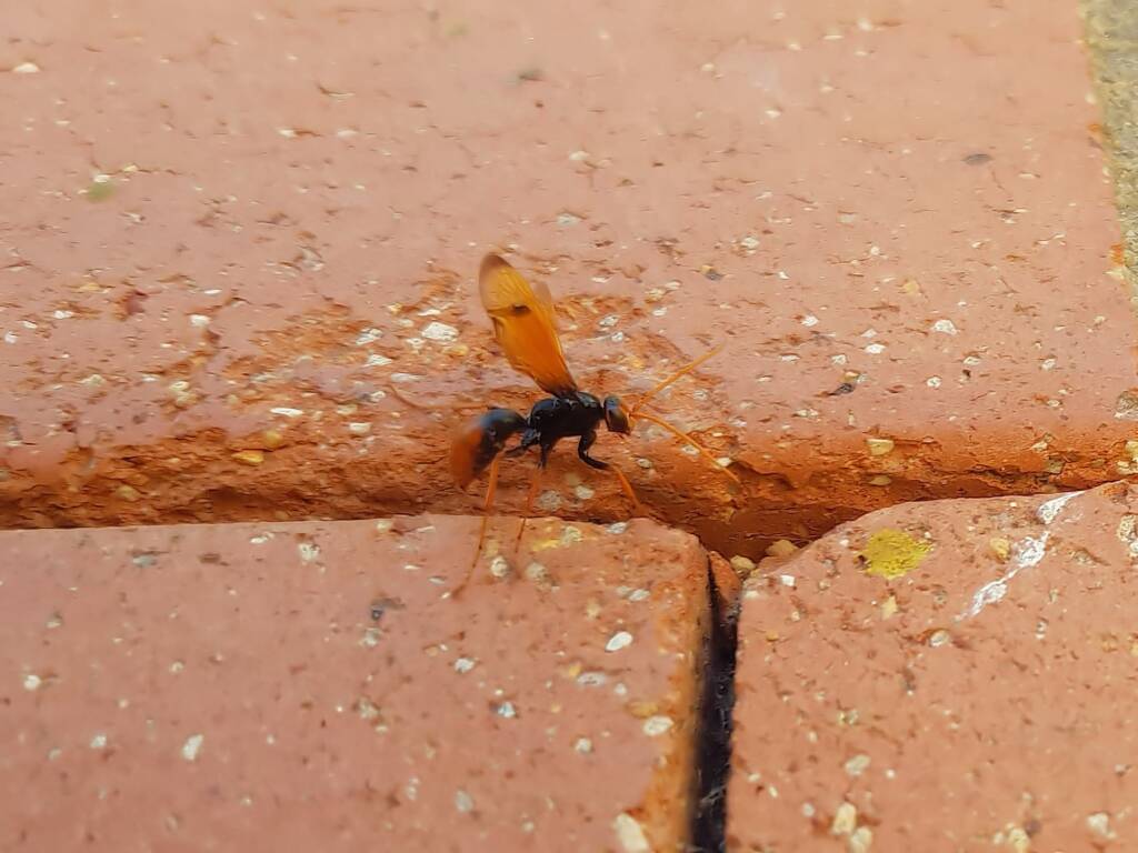 Spider Wasp (genus Cryptocheilus, family Pompilidae), Alice Springs NT