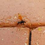 Spider Wasp (genus Cryptocheilus, family Pompilidae), Alice Springs NT