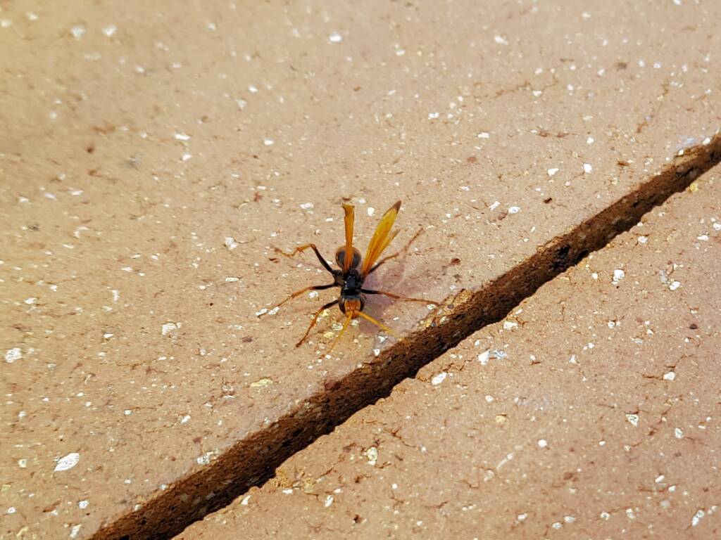 Spider Wasp (genus Cryptocheilus, family Pompilidae), Alice Springs NT