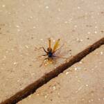 Spider Wasp (genus Cryptocheilus, family Pompilidae), Alice Springs NT