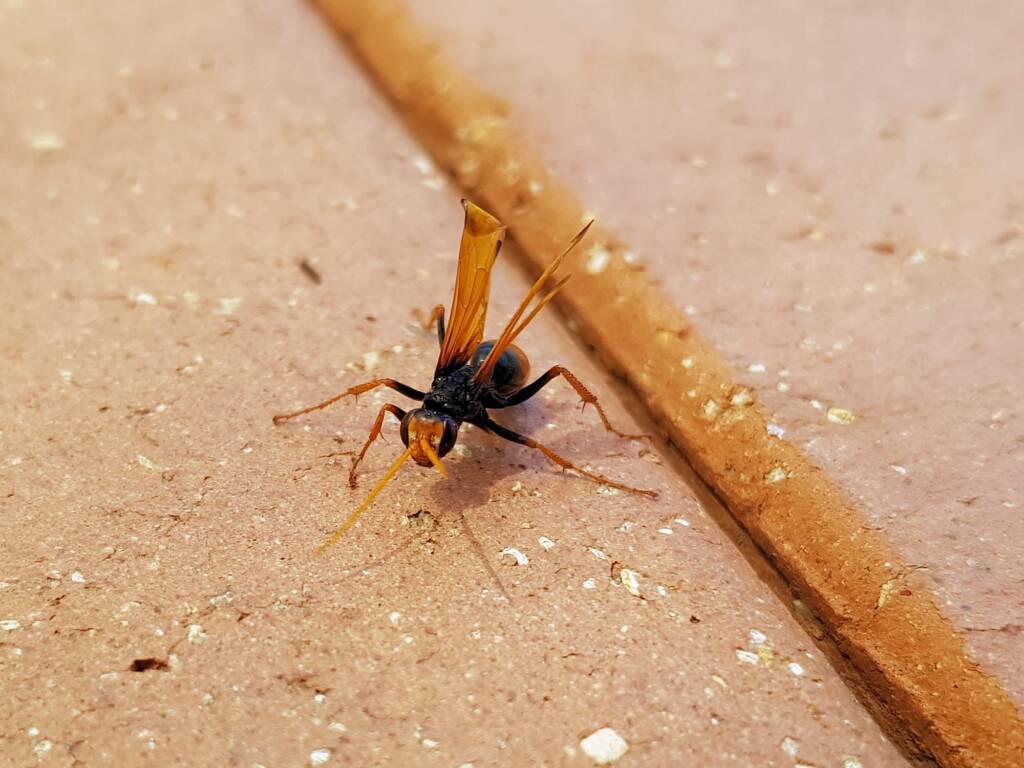 Spider Wasp (genus Cryptocheilus, family Pompilidae), Alice Springs NT