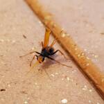 Spider Wasp (genus Cryptocheilus, family Pompilidae), Alice Springs NT