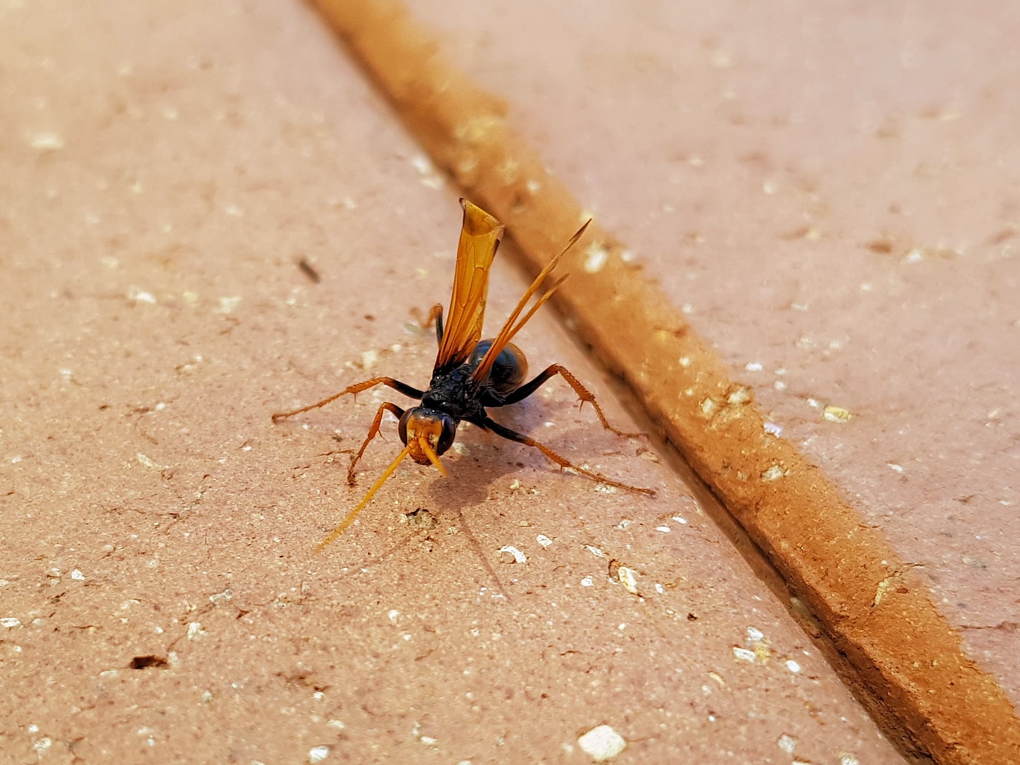 Spider Wasp (genus Cryptocheilus, family Pompilidae), Alice Springs NT
