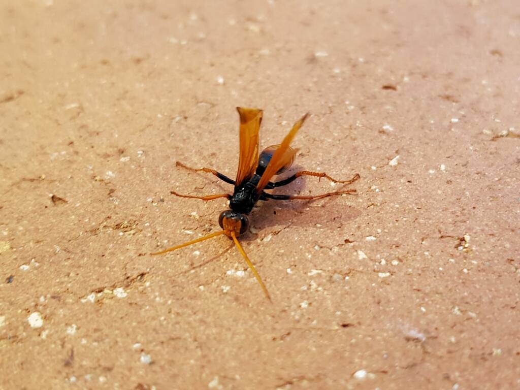 Spider Wasp (genus Cryptocheilus, family Pompilidae), Alice Springs NT