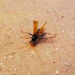Spider Wasp (genus Cryptocheilus, family Pompilidae), Alice Springs NT
