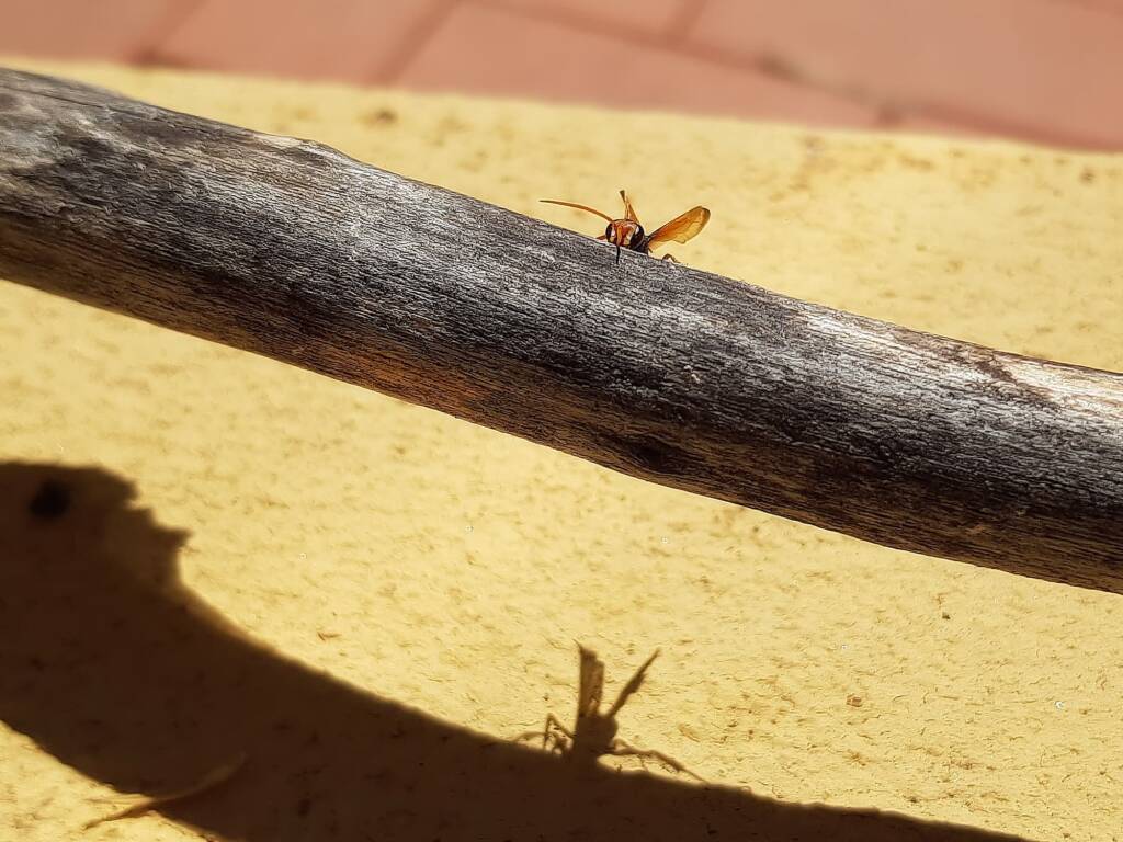 Spider Wasp (genus Cryptocheilus, family Pompilidae), Alice Springs NT