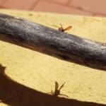 Spider Wasp (genus Cryptocheilus, family Pompilidae), Alice Springs NT