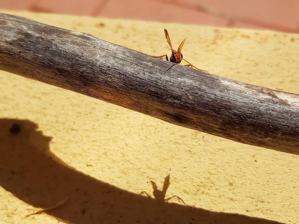 Spider Wasp (genus Cryptocheilus, family Pompilidae), Alice Springs NT