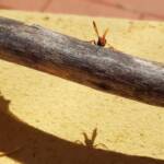 Spider Wasp (genus Cryptocheilus, family Pompilidae), Alice Springs NT