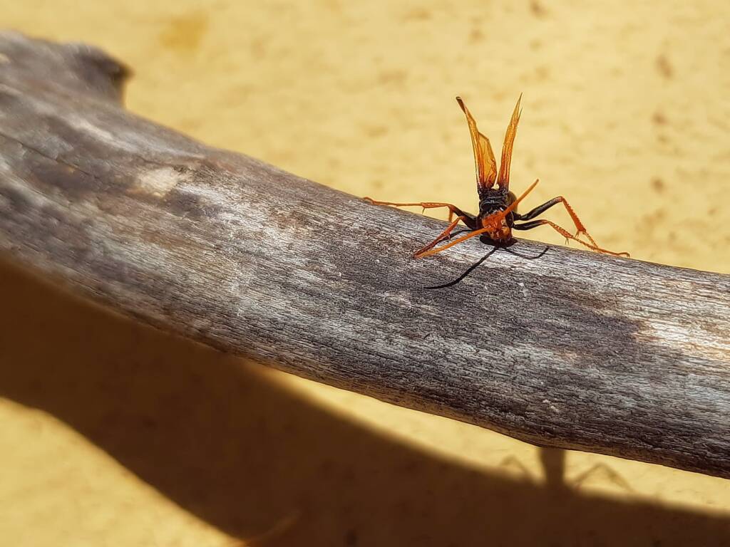 Spider Wasp (genus Cryptocheilus, family Pompilidae), Alice Springs NT