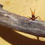 Spider Wasp (genus Cryptocheilus, family Pompilidae), Alice Springs NT