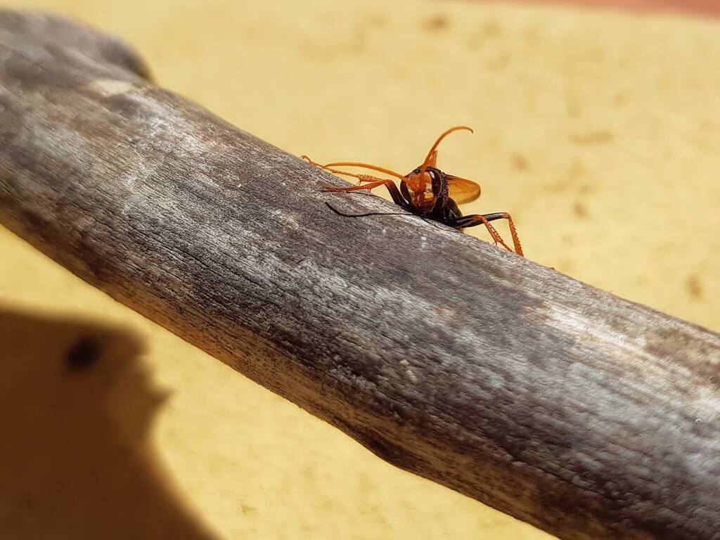 Spider Wasp (genus Cryptocheilus, family Pompilidae), Alice Springs NT