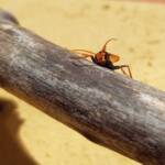 Spider Wasp (genus Cryptocheilus, family Pompilidae), Alice Springs NT