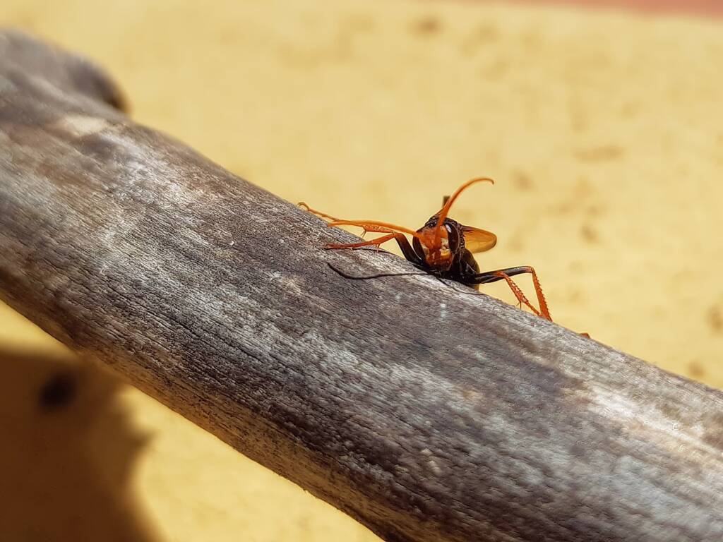 Spider Wasp (genus Cryptocheilus, family Pompilidae), Alice Springs NT
