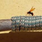 Spider Wasp (genus Cryptocheilus, family Pompilidae), Alice Springs NT