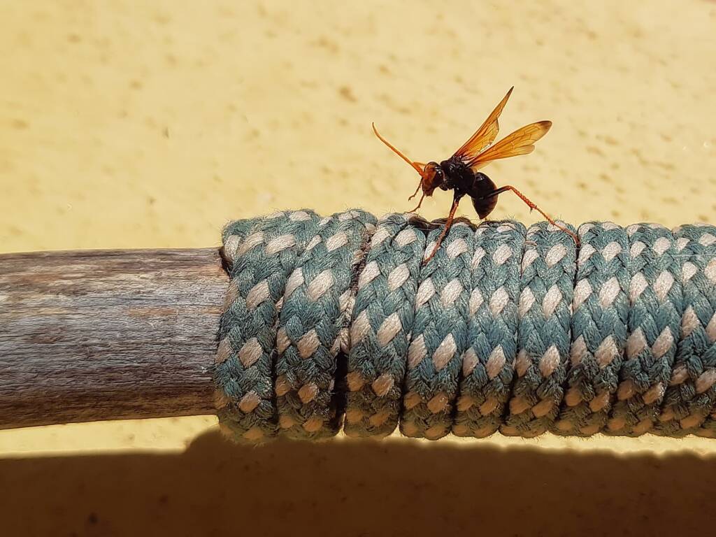 Spider Wasp (genus Cryptocheilus, family Pompilidae), Alice Springs NT