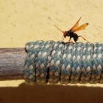 Spider Wasp (genus Cryptocheilus, family Pompilidae), Alice Springs NT