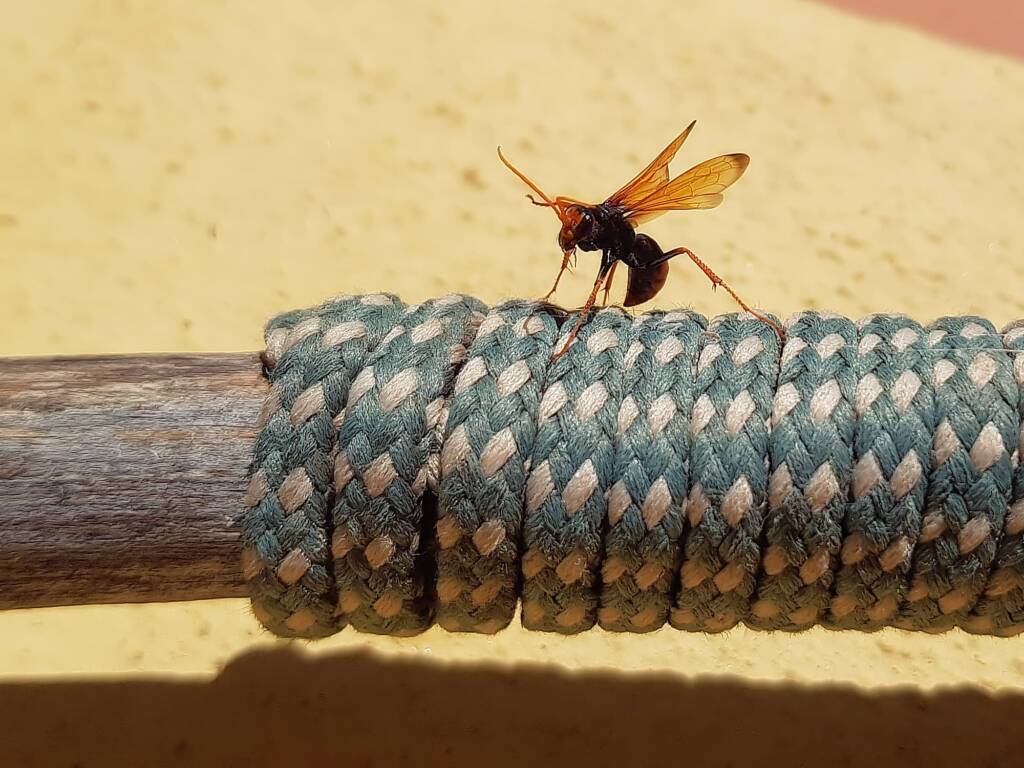 Spider Wasp (genus Cryptocheilus, family Pompilidae), Alice Springs NT