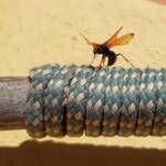 Spider Wasp (genus Cryptocheilus, family Pompilidae), Alice Springs NT