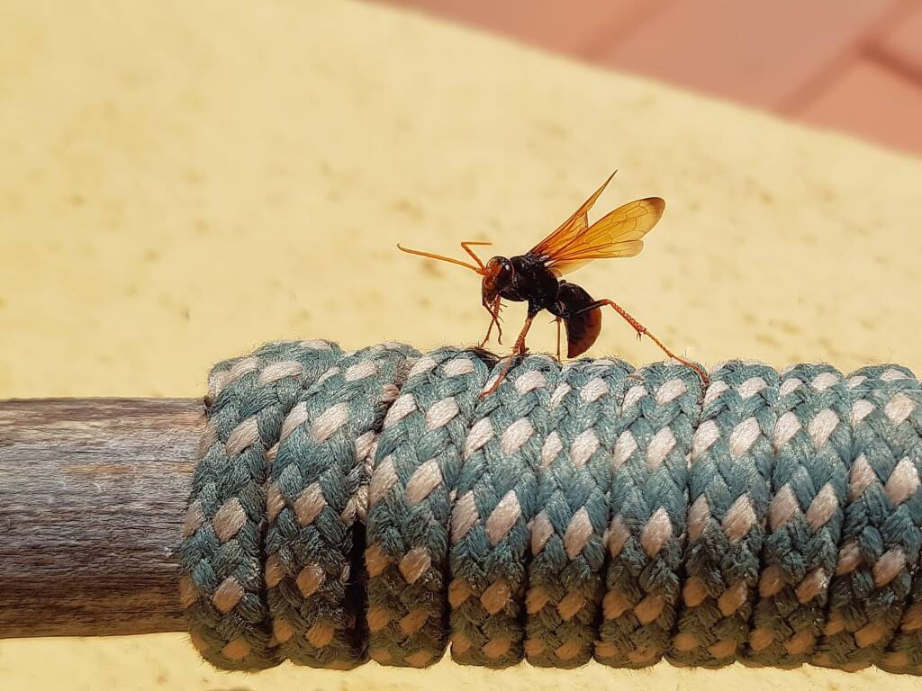Spider Wasp (genus Cryptocheilus, family Pompilidae), Alice Springs NT