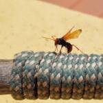 Spider Wasp (genus Cryptocheilus, family Pompilidae), Alice Springs NT
