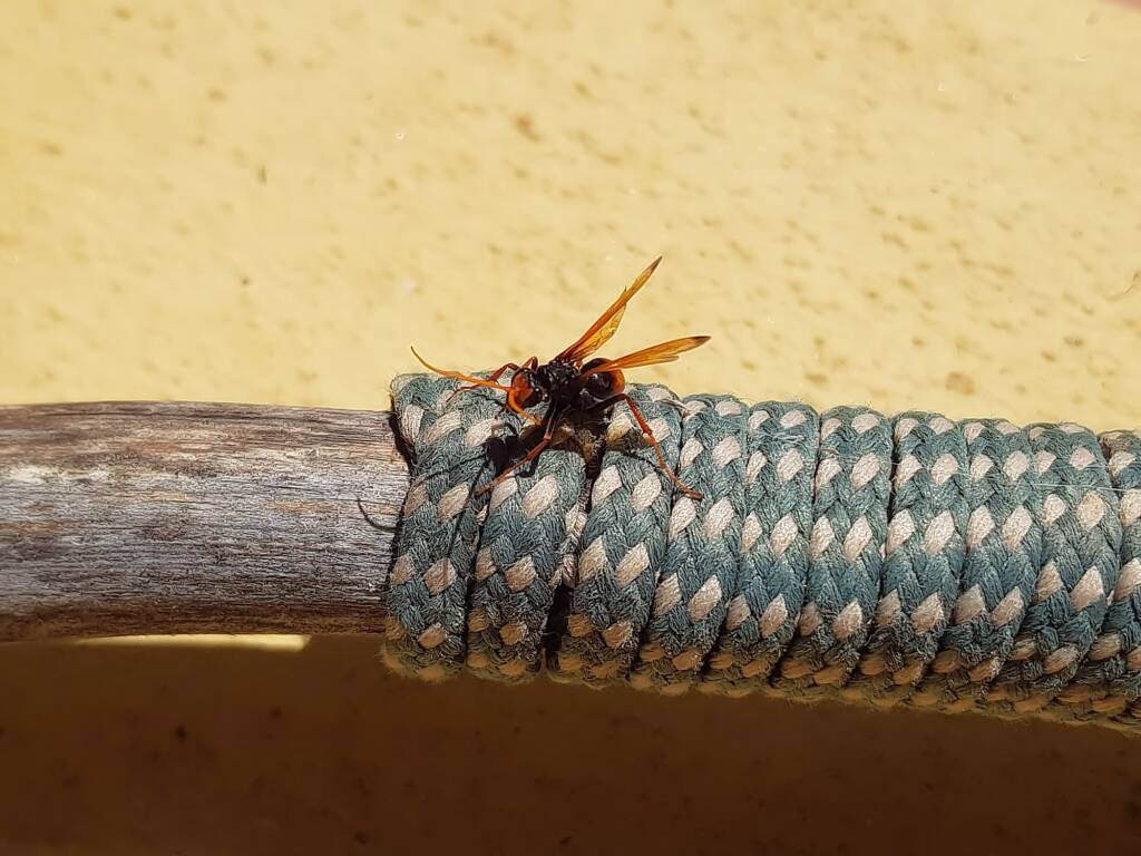Spider Wasp (genus Cryptocheilus, family Pompilidae), Alice Springs NT