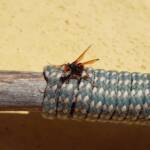 Spider Wasp (genus Cryptocheilus, family Pompilidae), Alice Springs NT
