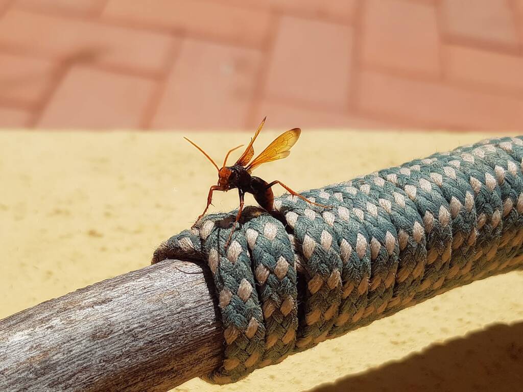 Spider Wasp (genus Cryptocheilus, family Pompilidae), Alice Springs NT