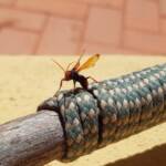 Spider Wasp (genus Cryptocheilus, family Pompilidae), Alice Springs NT