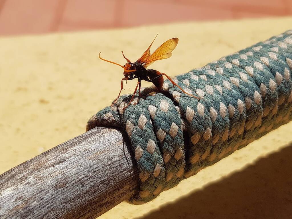 Spider Wasp (genus Cryptocheilus, family Pompilidae), Alice Springs NT