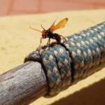 Spider Wasp (genus Cryptocheilus, family Pompilidae), Alice Springs NT