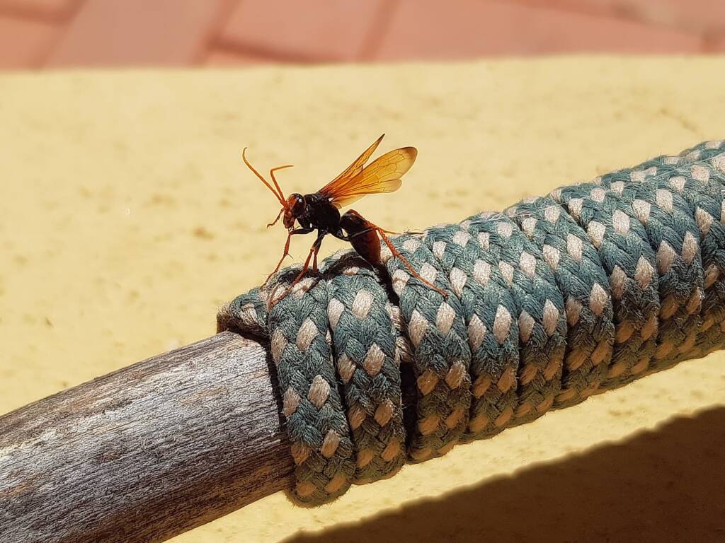 Spider Wasp (genus Cryptocheilus, family Pompilidae), Alice Springs NT