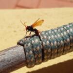Spider Wasp (genus Cryptocheilus, family Pompilidae), Alice Springs NT