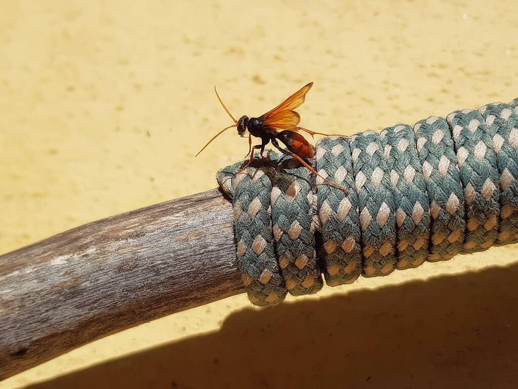 Spider Wasp (genus Cryptocheilus, family Pompilidae), Alice Springs NT