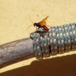Spider Wasp (genus Cryptocheilus, family Pompilidae), Alice Springs NT