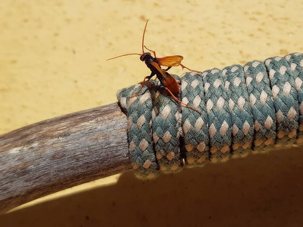Spider Wasp (genus Cryptocheilus, family Pompilidae), Alice Springs NT