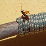 Spider Wasp (genus Cryptocheilus, family Pompilidae), Alice Springs NT