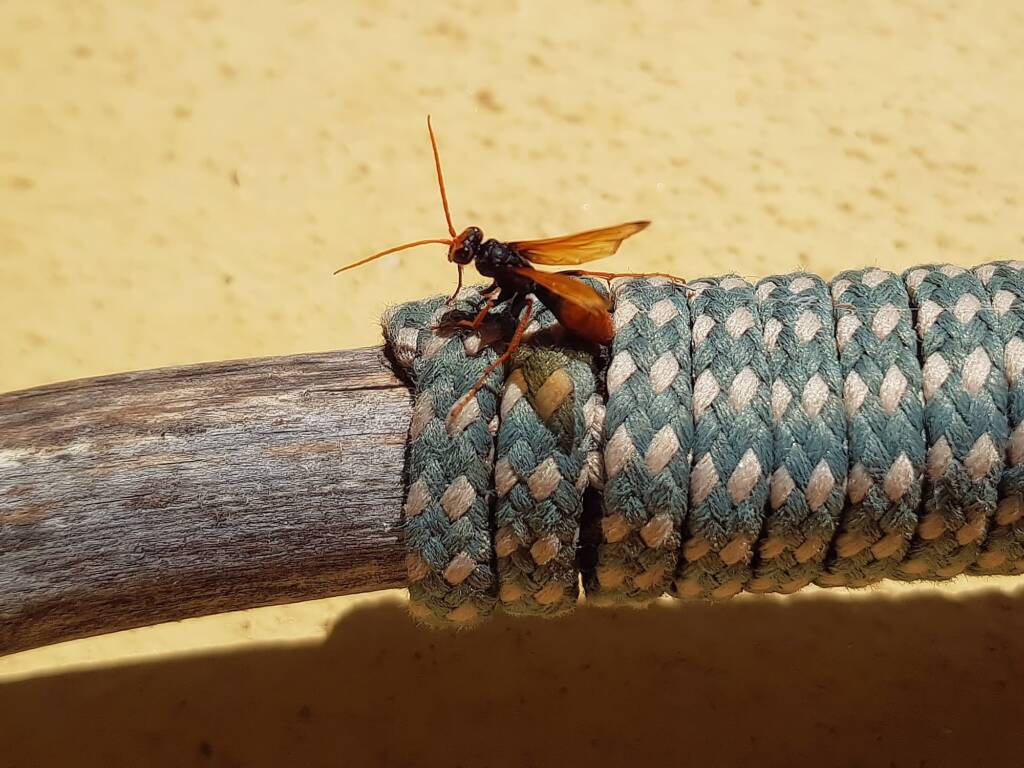 Spider Wasp (genus Cryptocheilus, family Pompilidae), Alice Springs NT