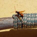 Spider Wasp (genus Cryptocheilus, family Pompilidae), Alice Springs NT