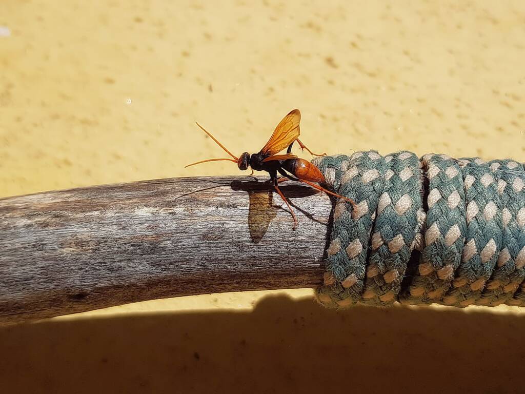Spider Wasp (genus Cryptocheilus, family Pompilidae), Alice Springs NT