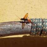 Spider Wasp (genus Cryptocheilus, family Pompilidae), Alice Springs NT