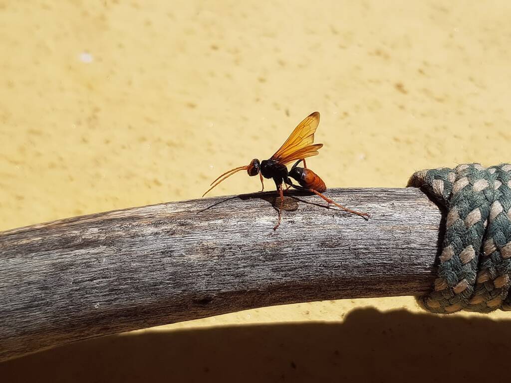 Spider Wasp (genus Cryptocheilus, family Pompilidae), Alice Springs NT