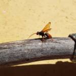 Spider Wasp (genus Cryptocheilus, family Pompilidae), Alice Springs NT