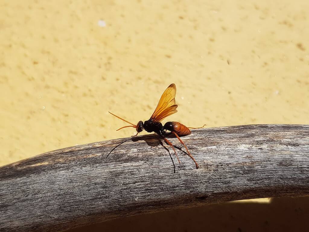 Spider Wasp (genus Cryptocheilus, family Pompilidae), Alice Springs NT