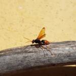 Spider Wasp (genus Cryptocheilus, family Pompilidae), Alice Springs NT