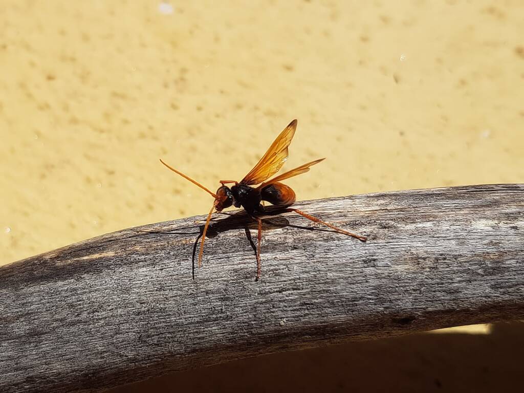 Spider Wasp (genus Cryptocheilus, family Pompilidae), Alice Springs NT