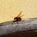 Spider Wasp (genus Cryptocheilus, family Pompilidae), Alice Springs NT